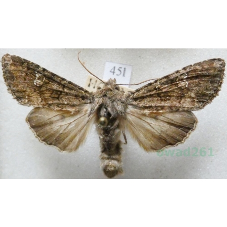 Anaplectoides prasina (Denis & Schiffermüller, 1775) Rolnica chwastówka Czech45l